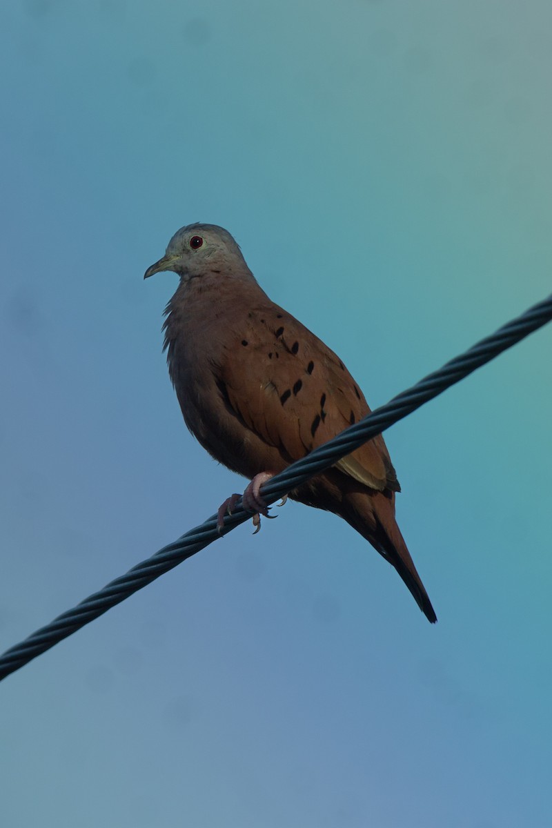 Ruddy Ground Dove - ML642658056