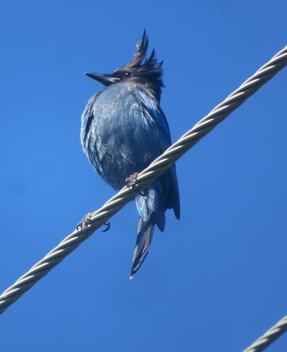 Steller's Jay - ML642658059