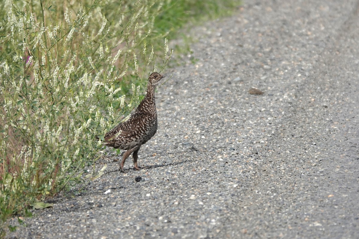Schweifhuhn - ML642658070