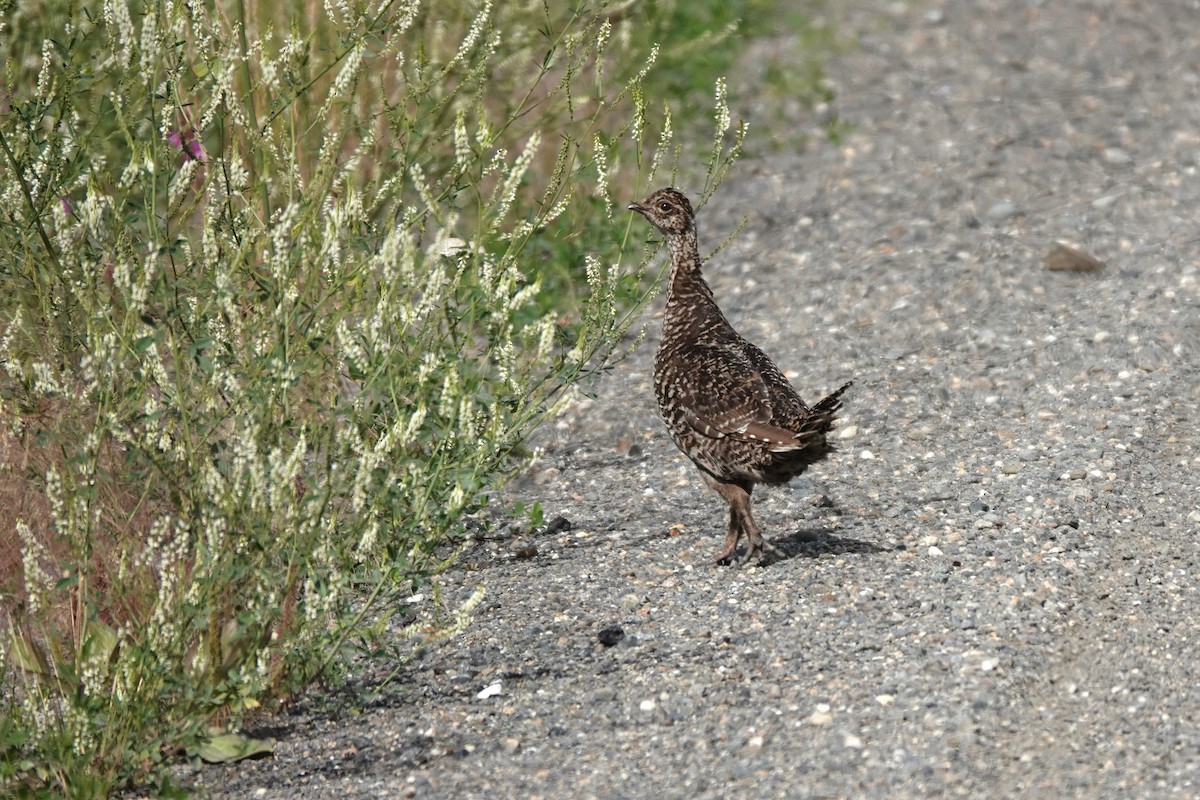 Schweifhuhn - ML642658071