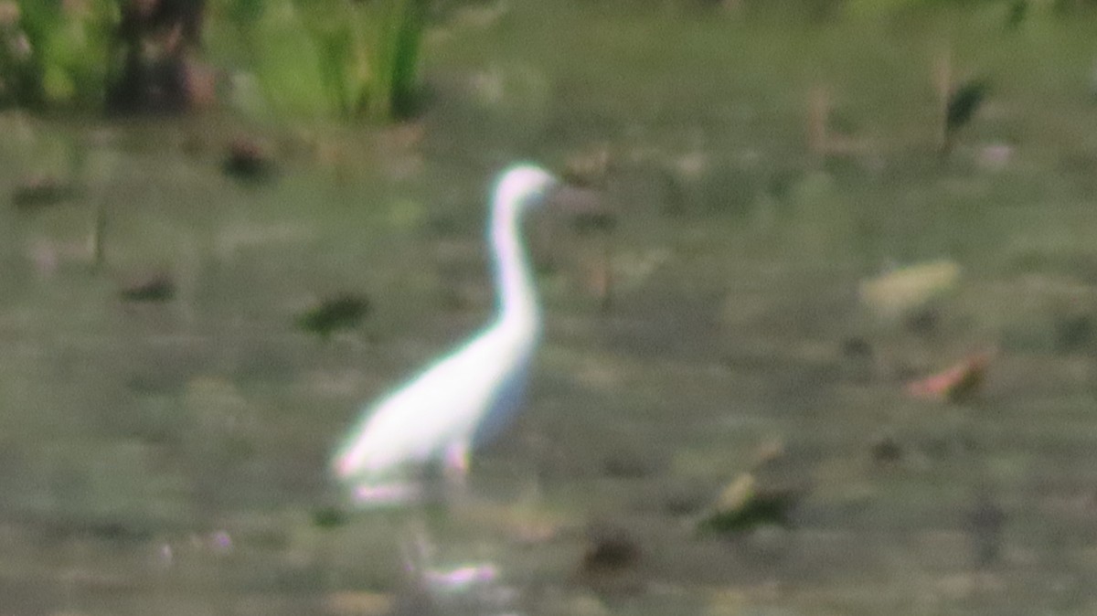 Little Blue Heron - ML642658080