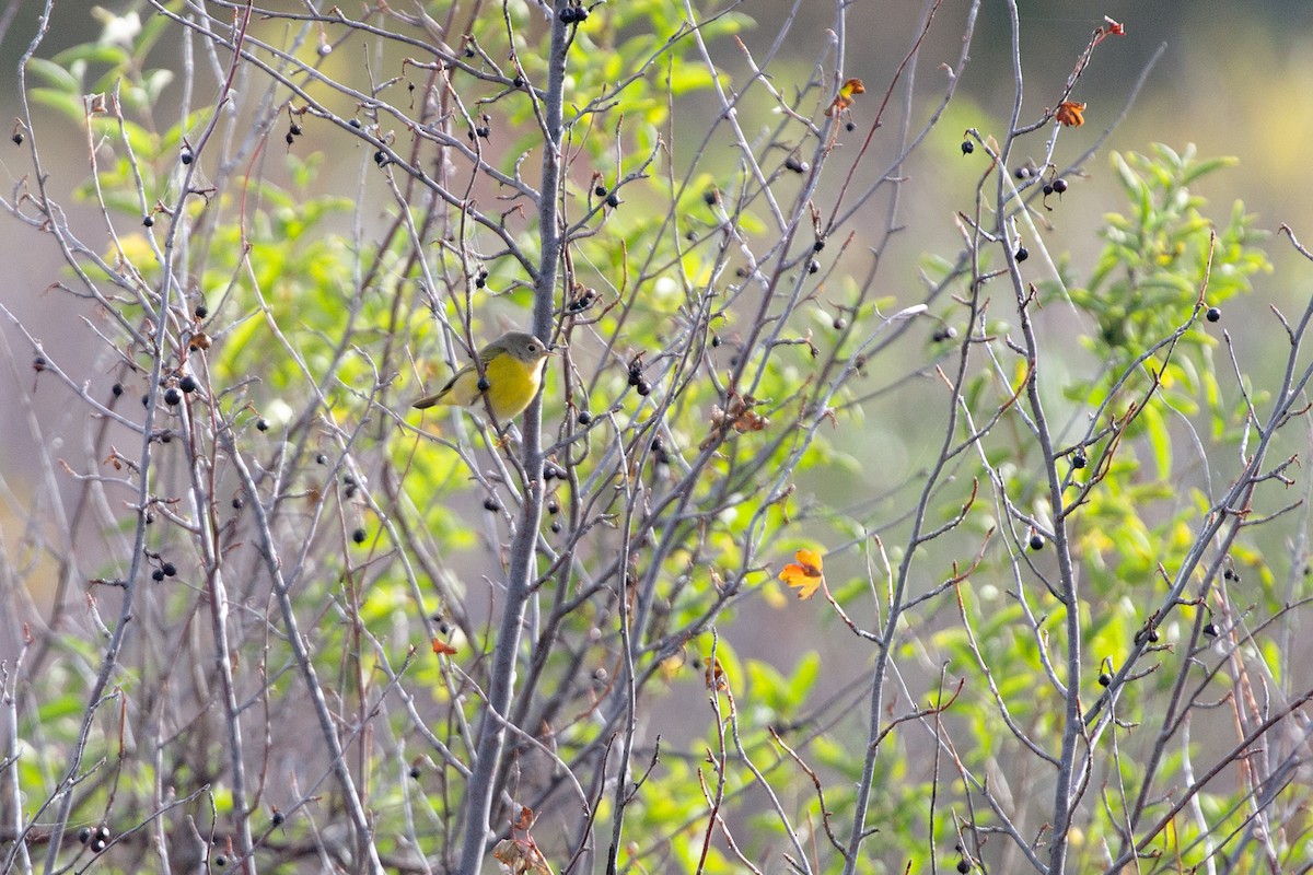 Nashville Warbler - ML642658084