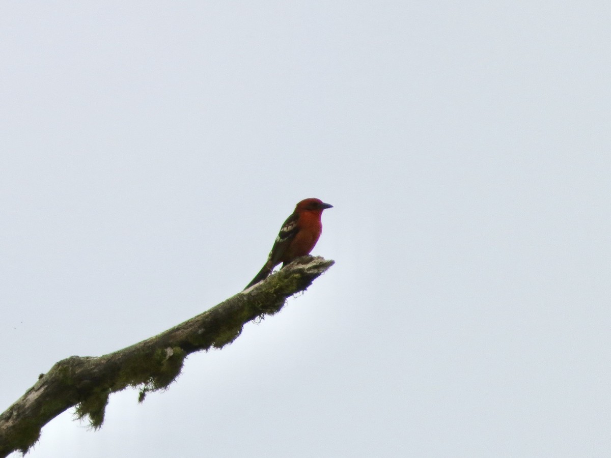 Flame-colored Tanager - ML642658085