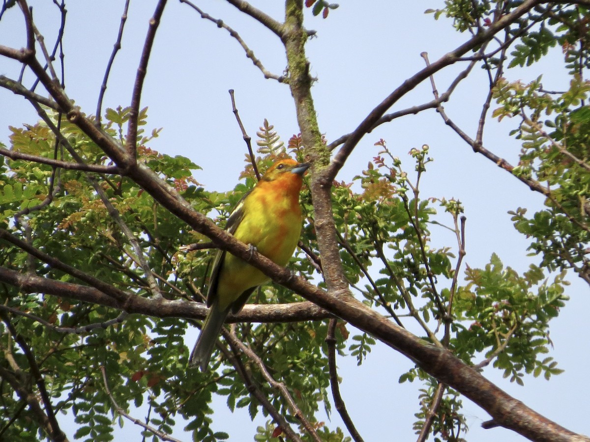 Flame-colored Tanager - ML642658086