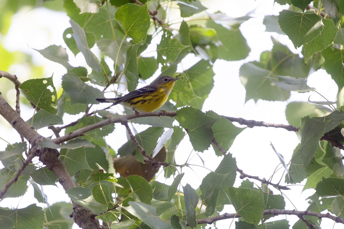 Magnolia Warbler - ML642658088