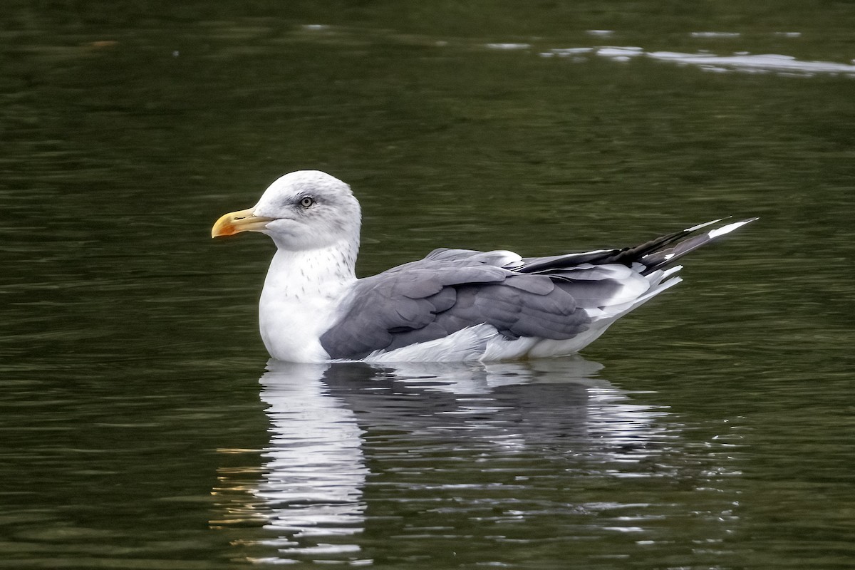 Lesser Black-backed Gull - ML642658096