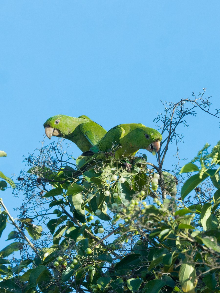 Pacific Parakeet - ML642658108