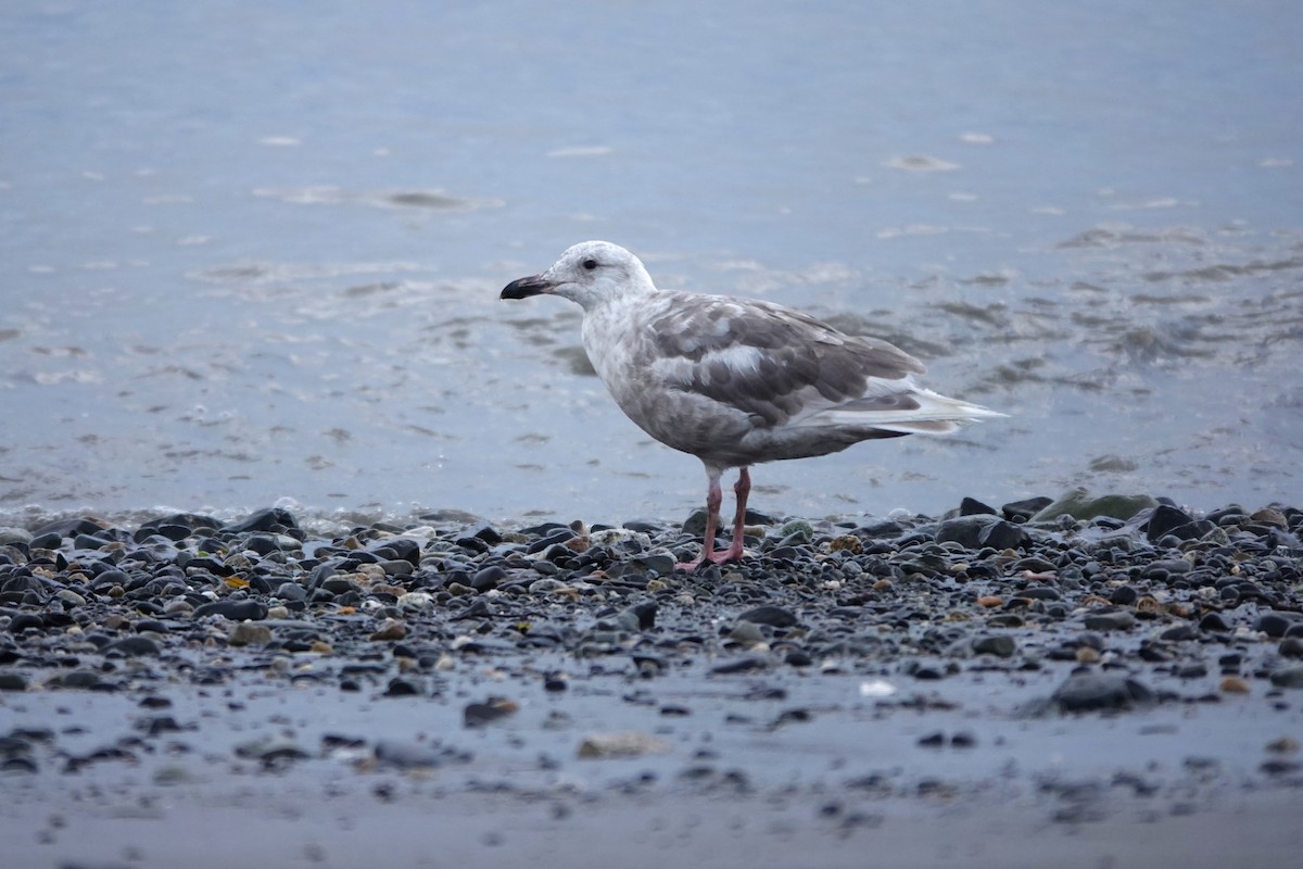 Glaucous-winged Gull - ML642658110
