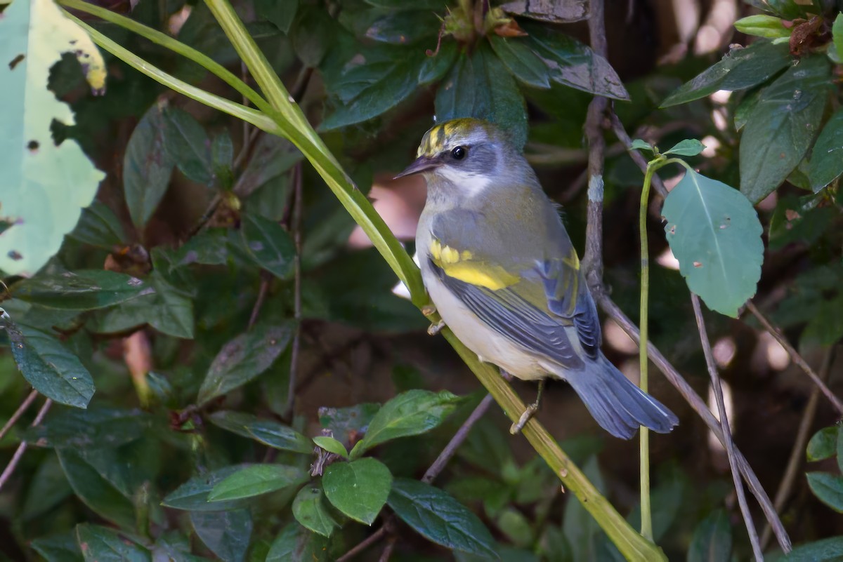 Golden-winged Warbler - ML642658125