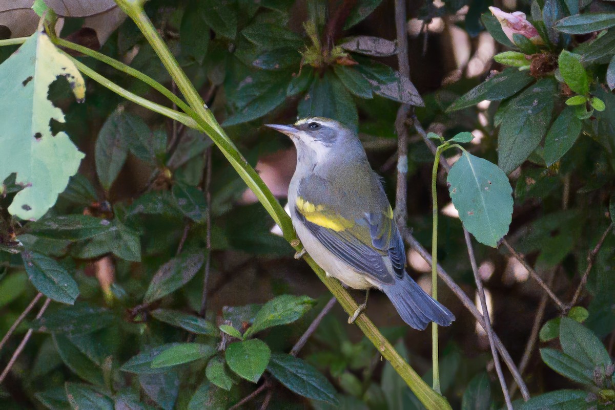 Golden-winged Warbler - ML642658130