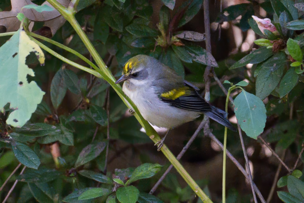 Golden-winged Warbler - ML642658133