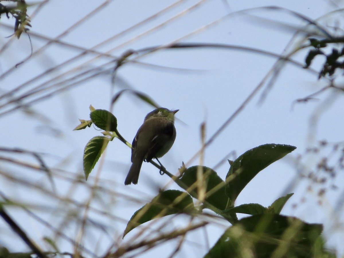 Black-capped Flycatcher - ML642658146