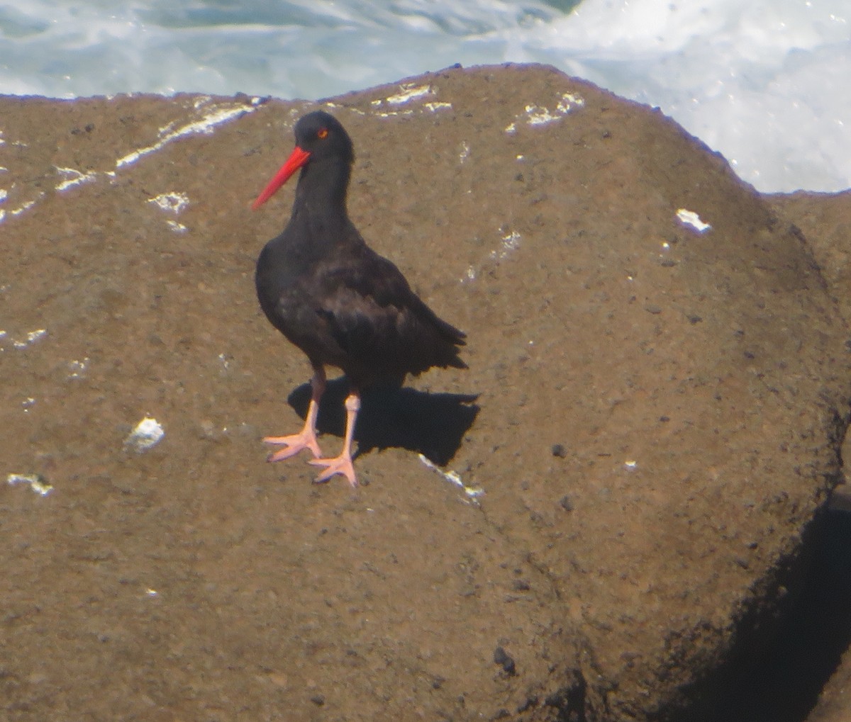 Black Oystercatcher - ML642658149