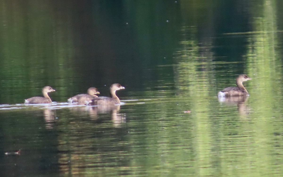 Pied-billed Grebe - ML642658158