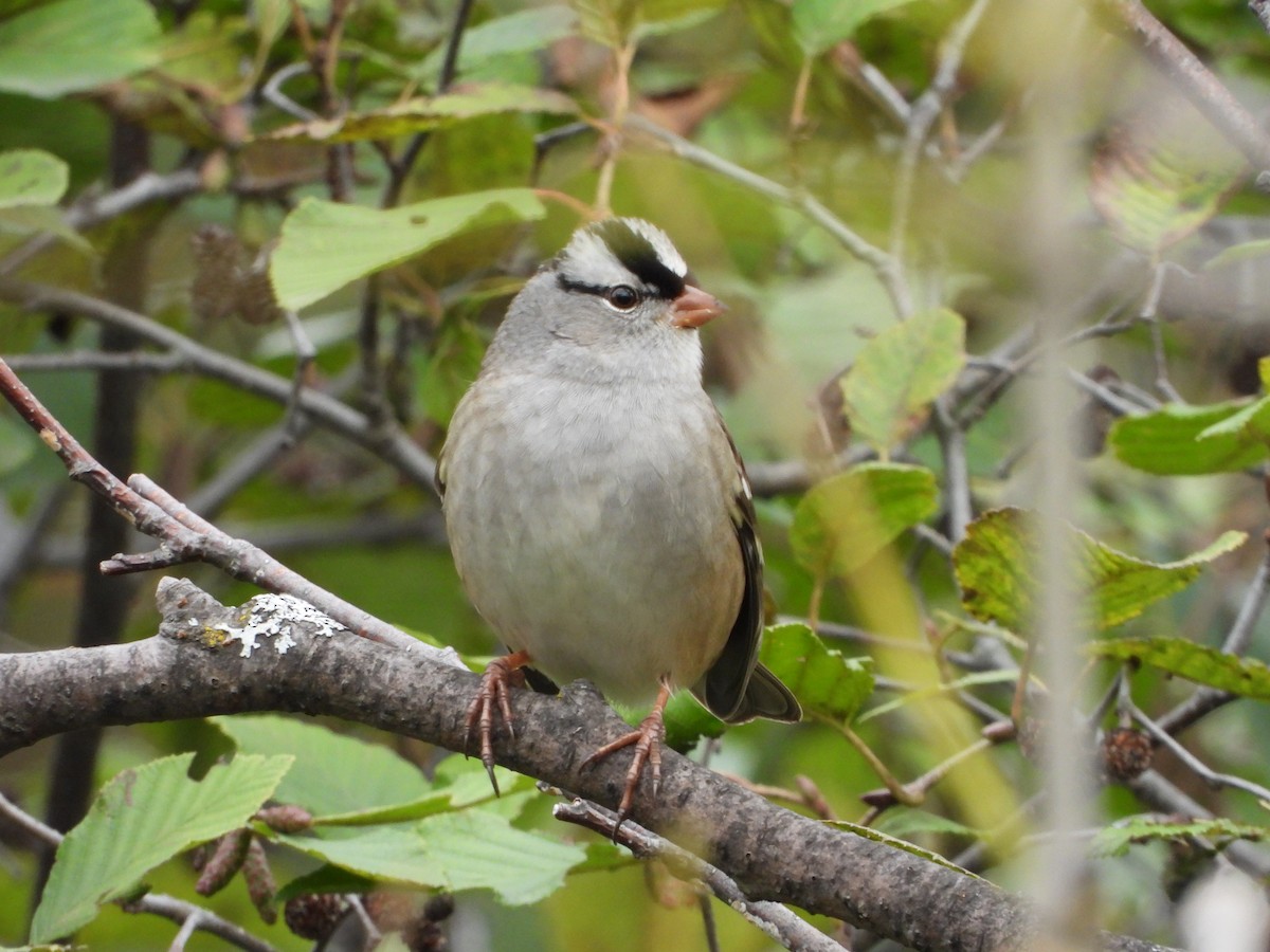 White-crowned Sparrow - ML642658161