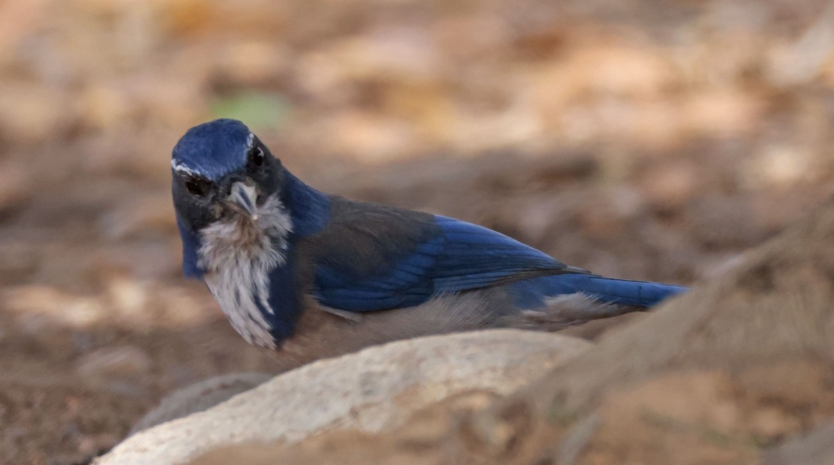 California Scrub-Jay - ML642658163