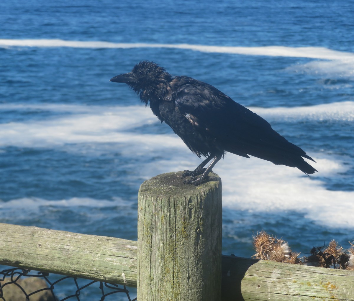 American Crow - ML642658185
