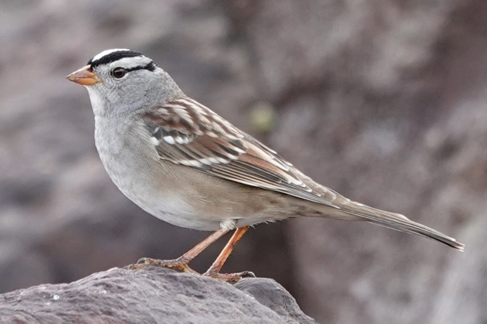 White-crowned Sparrow - ML642658204