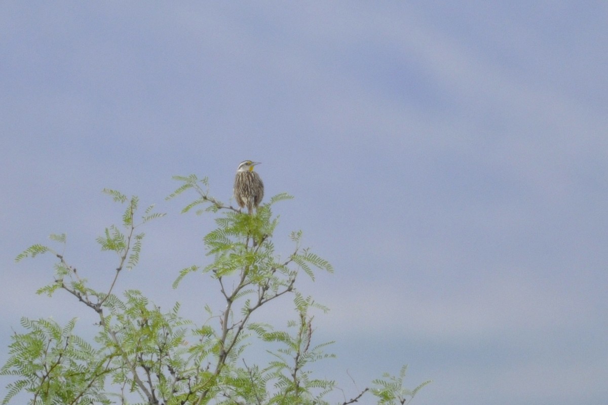 Chihuahuan Meadowlark - ML642658206