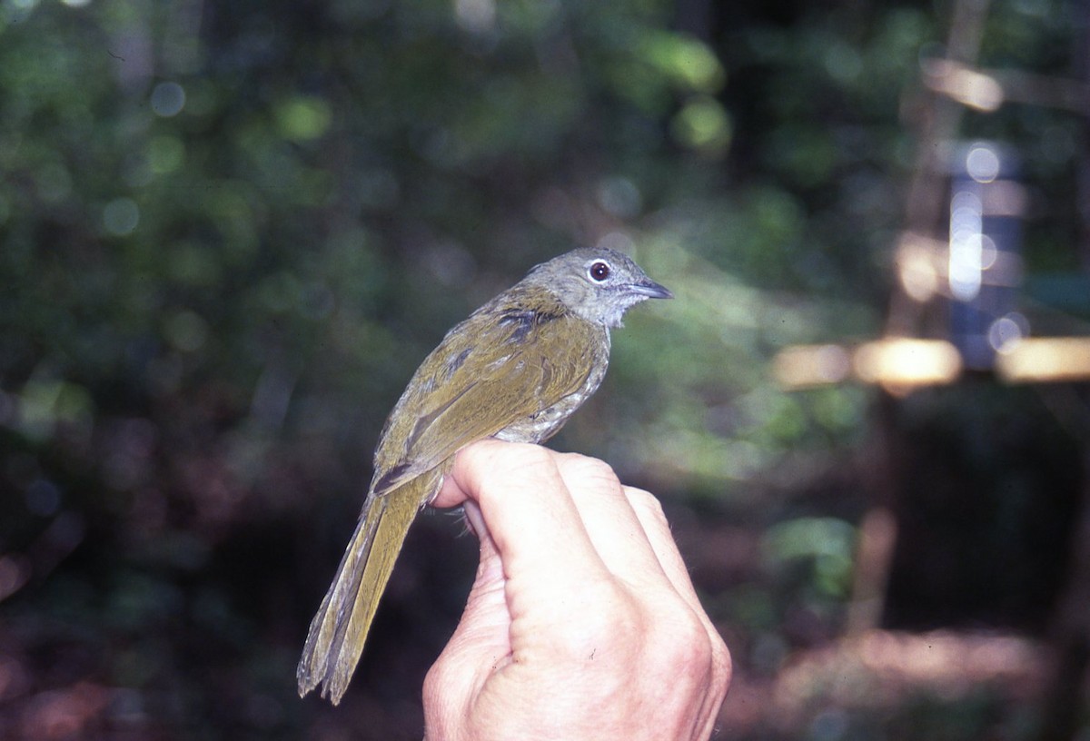Shelley's Greenbul - ML642658237