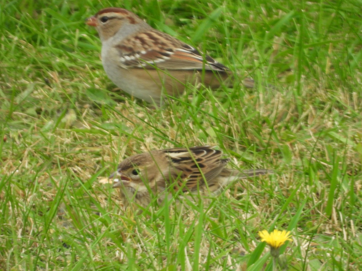 Dickcissel - ML642658240