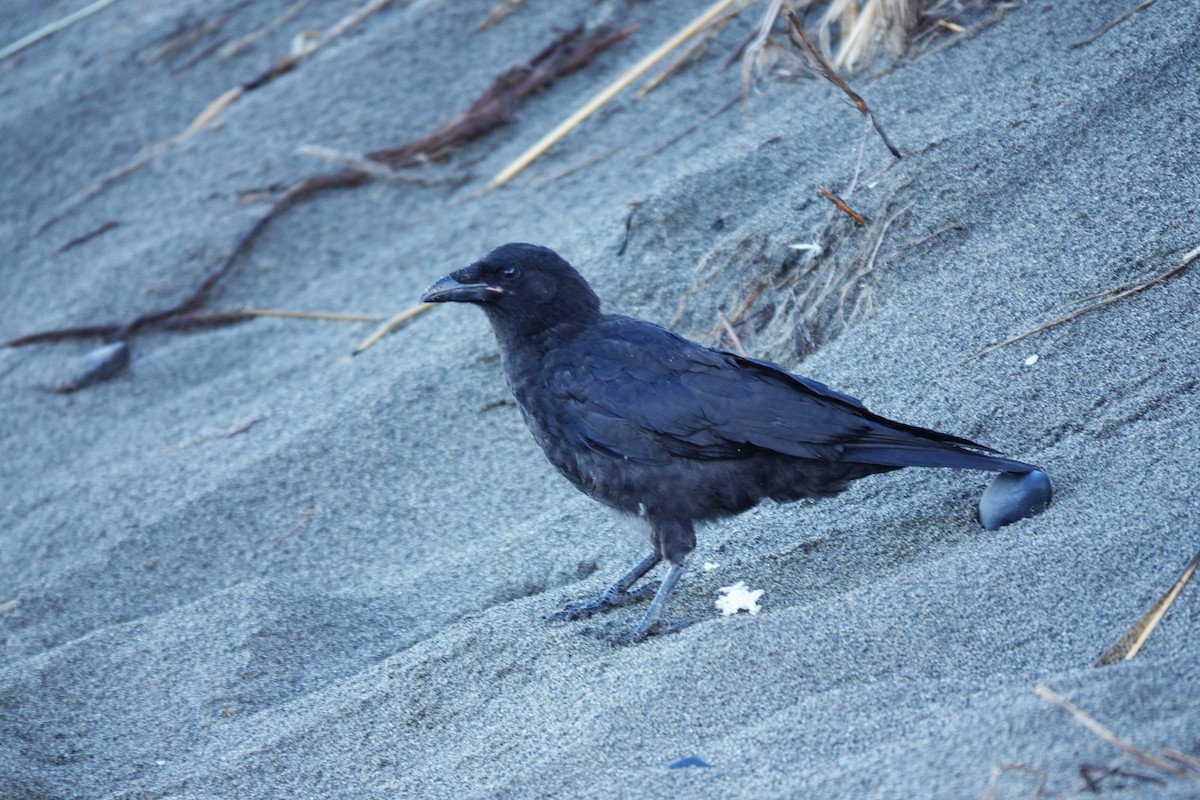 American Crow - ML642658262