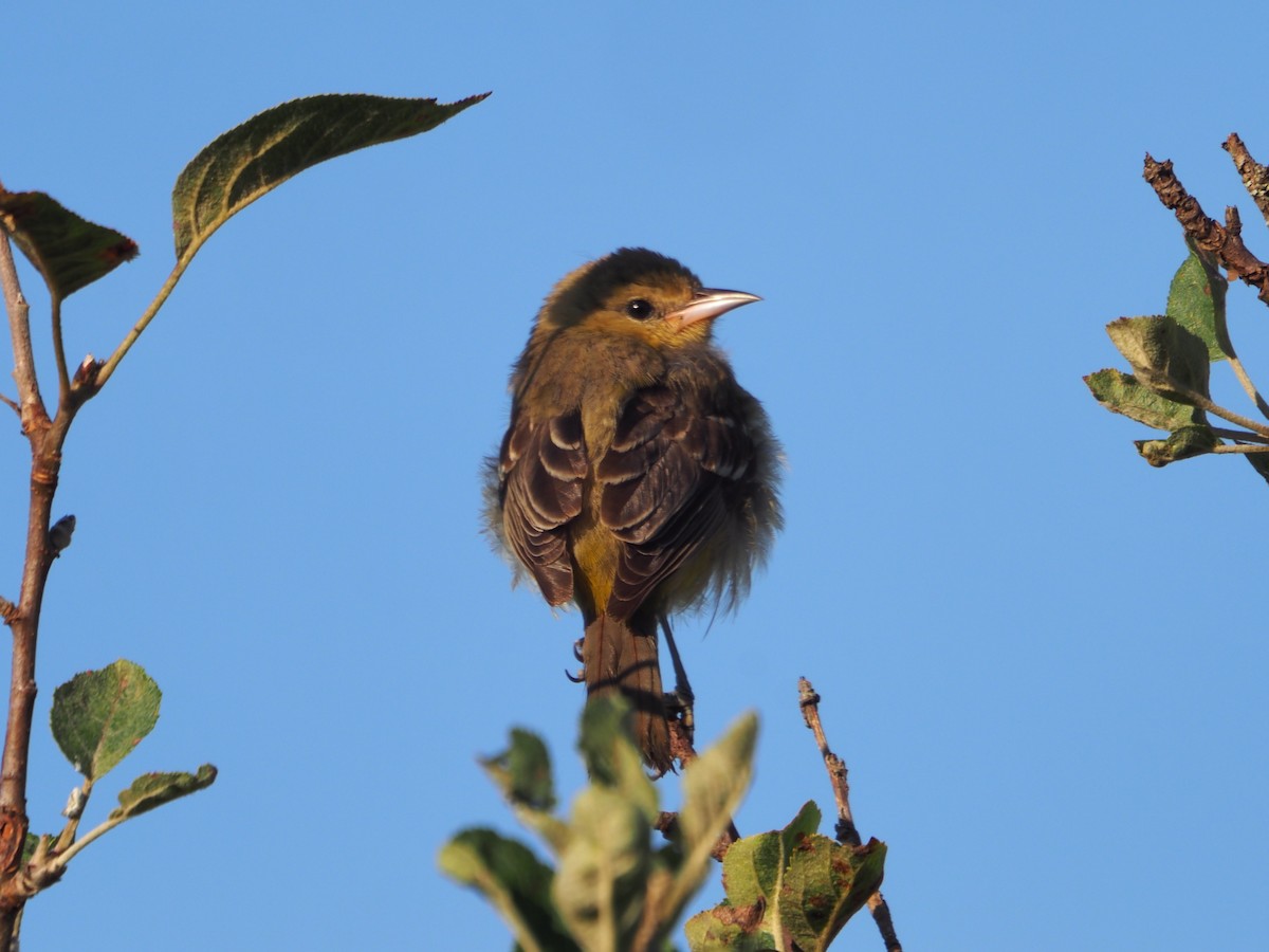 Baltimore Oriole - ML642658265