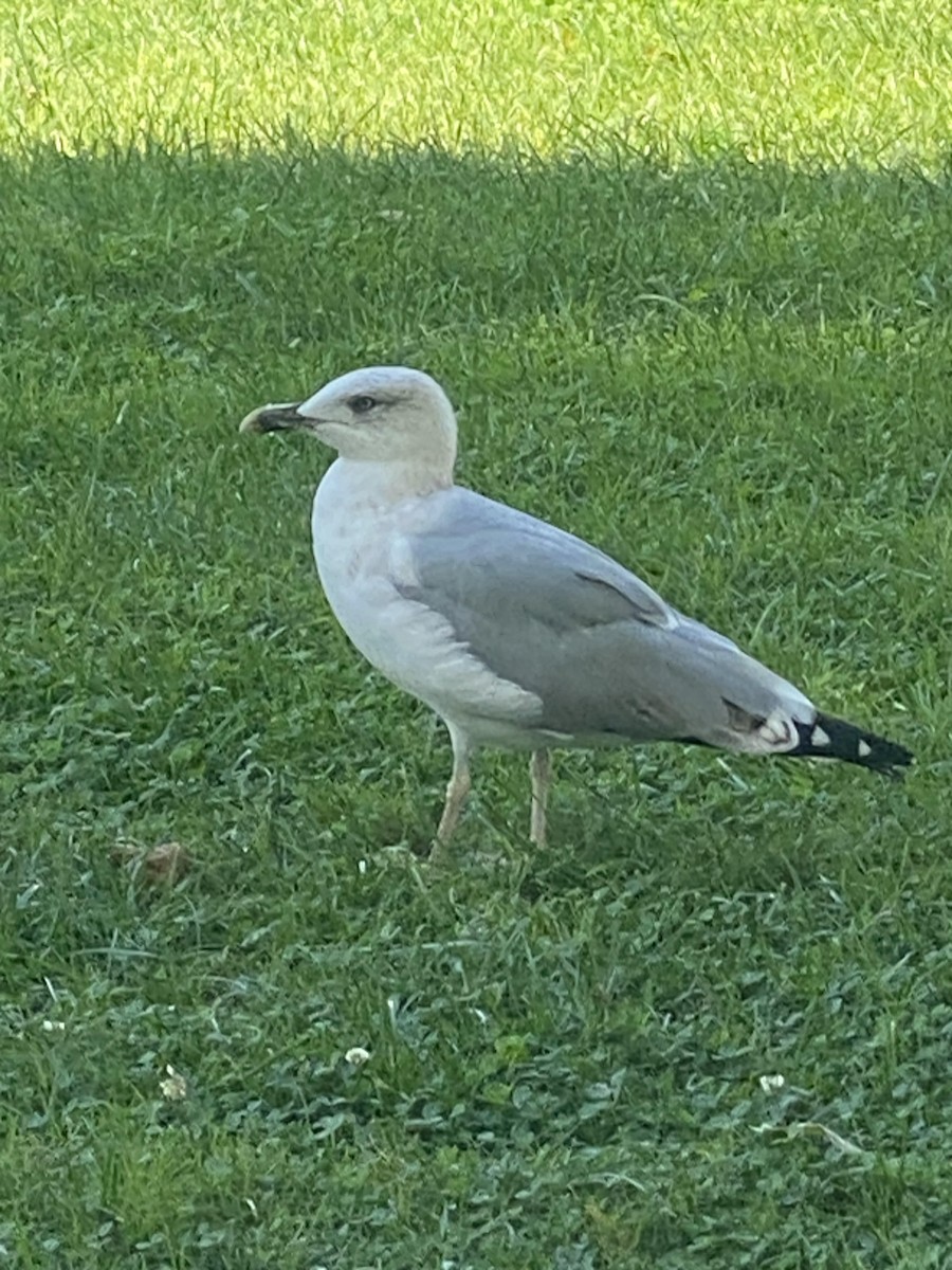 Yellow-legged Gull - ML642658267