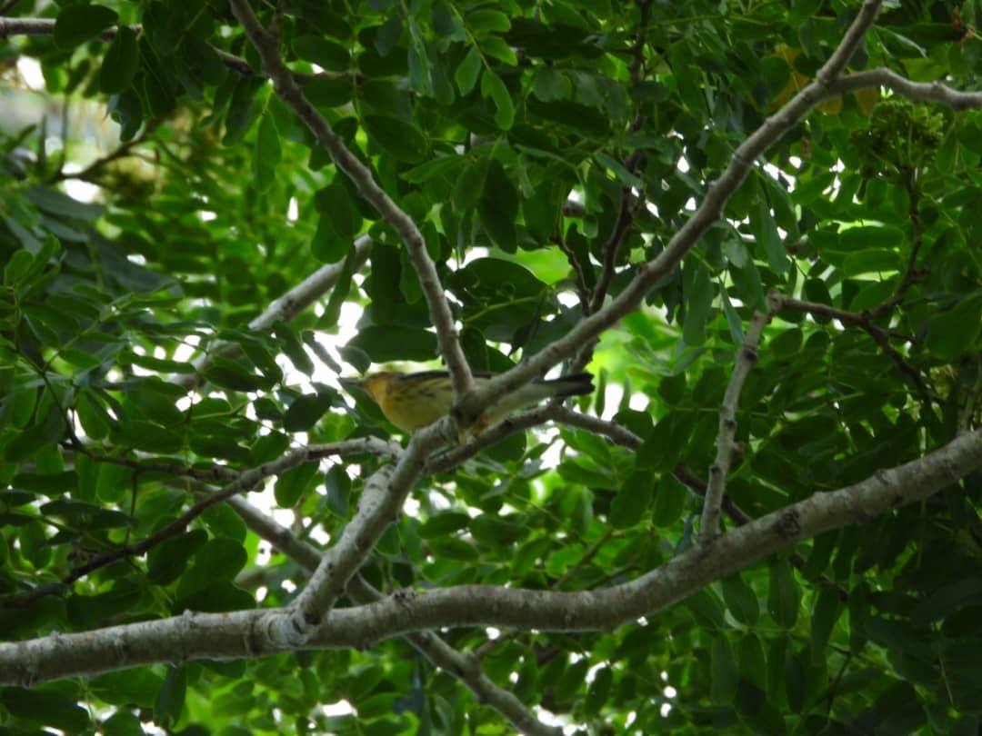 Blackburnian Warbler - ML642658296