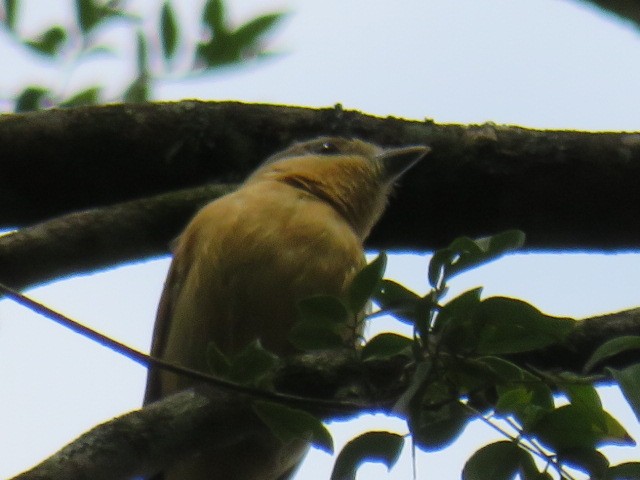 Chestnut-crowned Becard - ML642658305