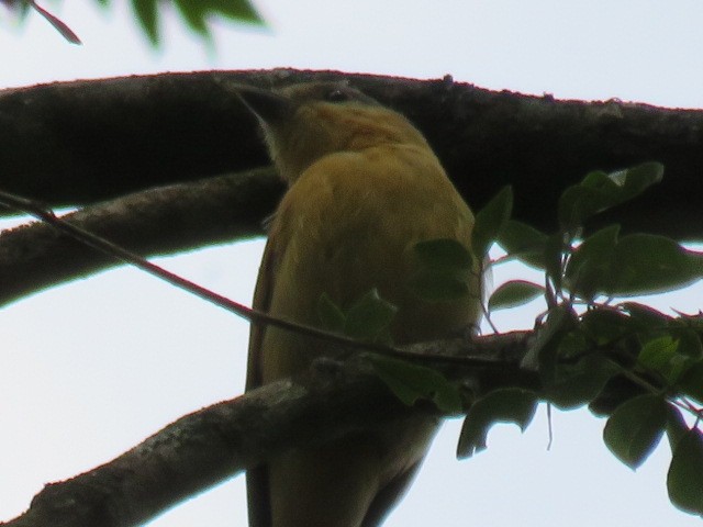 Chestnut-crowned Becard - ML642658306