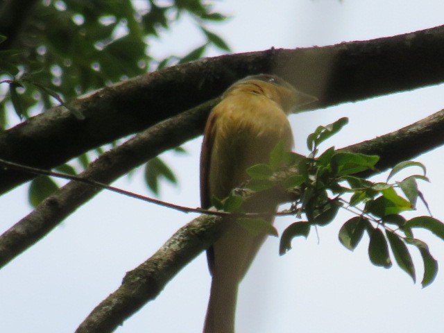 Chestnut-crowned Becard - ML642658307