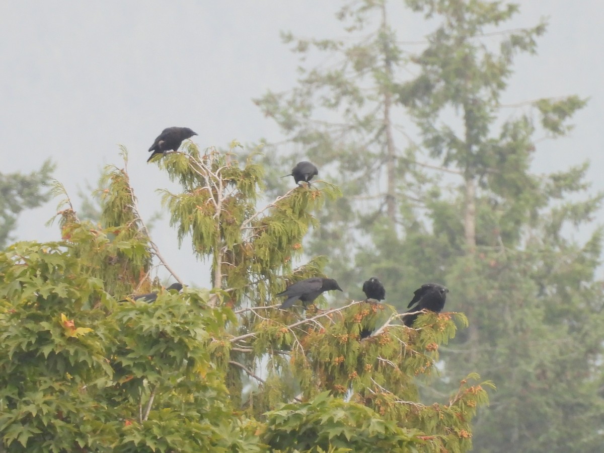 American Crow - ML642658319