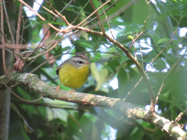 Golden-crowned Warbler - ML642658325