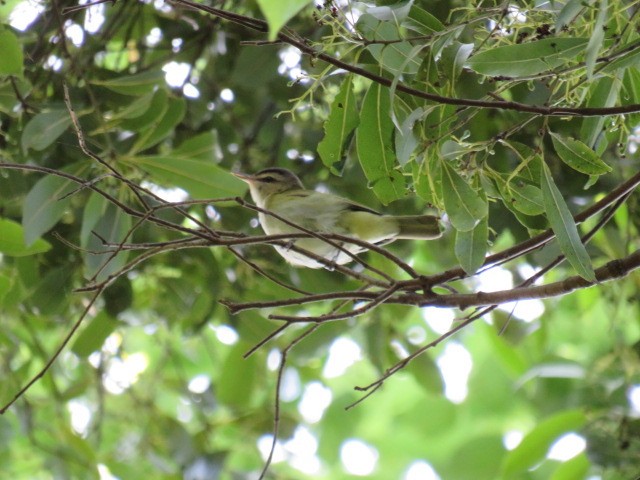 Golden-crowned Warbler - ML642658326