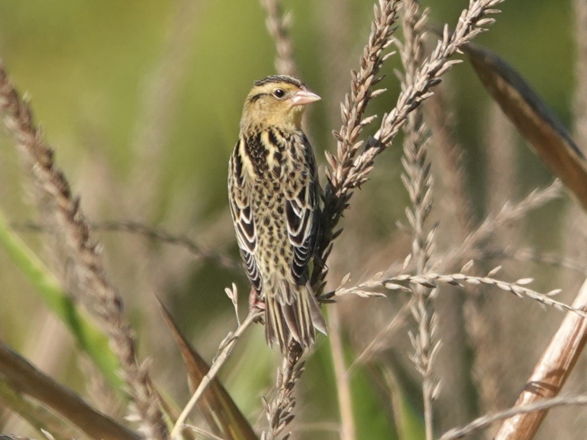 Bobolink - ML642658341