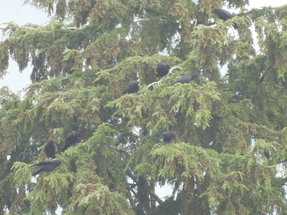 American Crow - ML642658354
