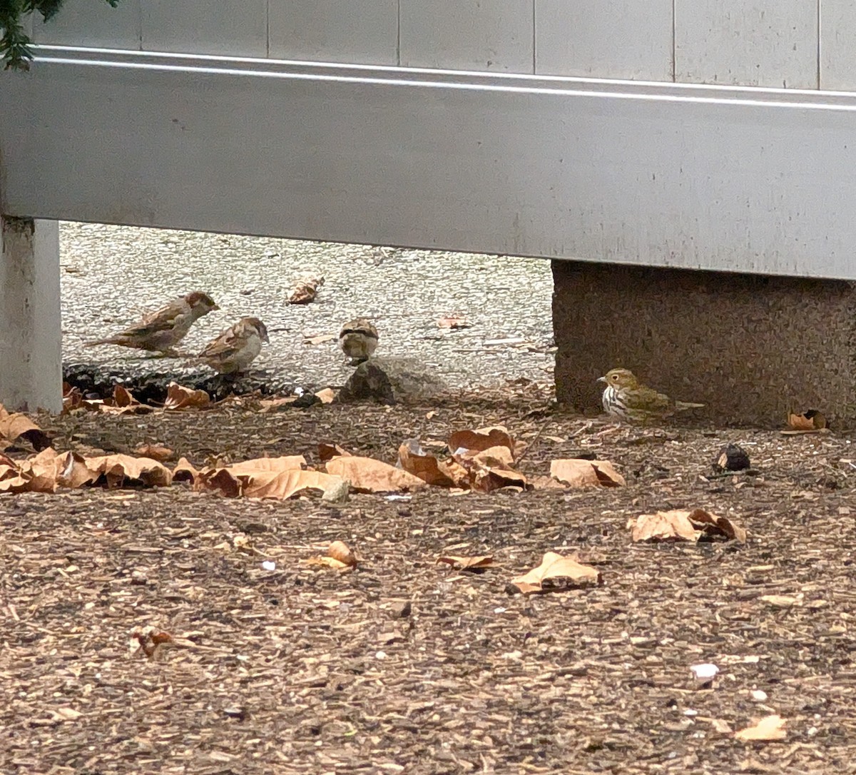 Ovenbird - ML642658377