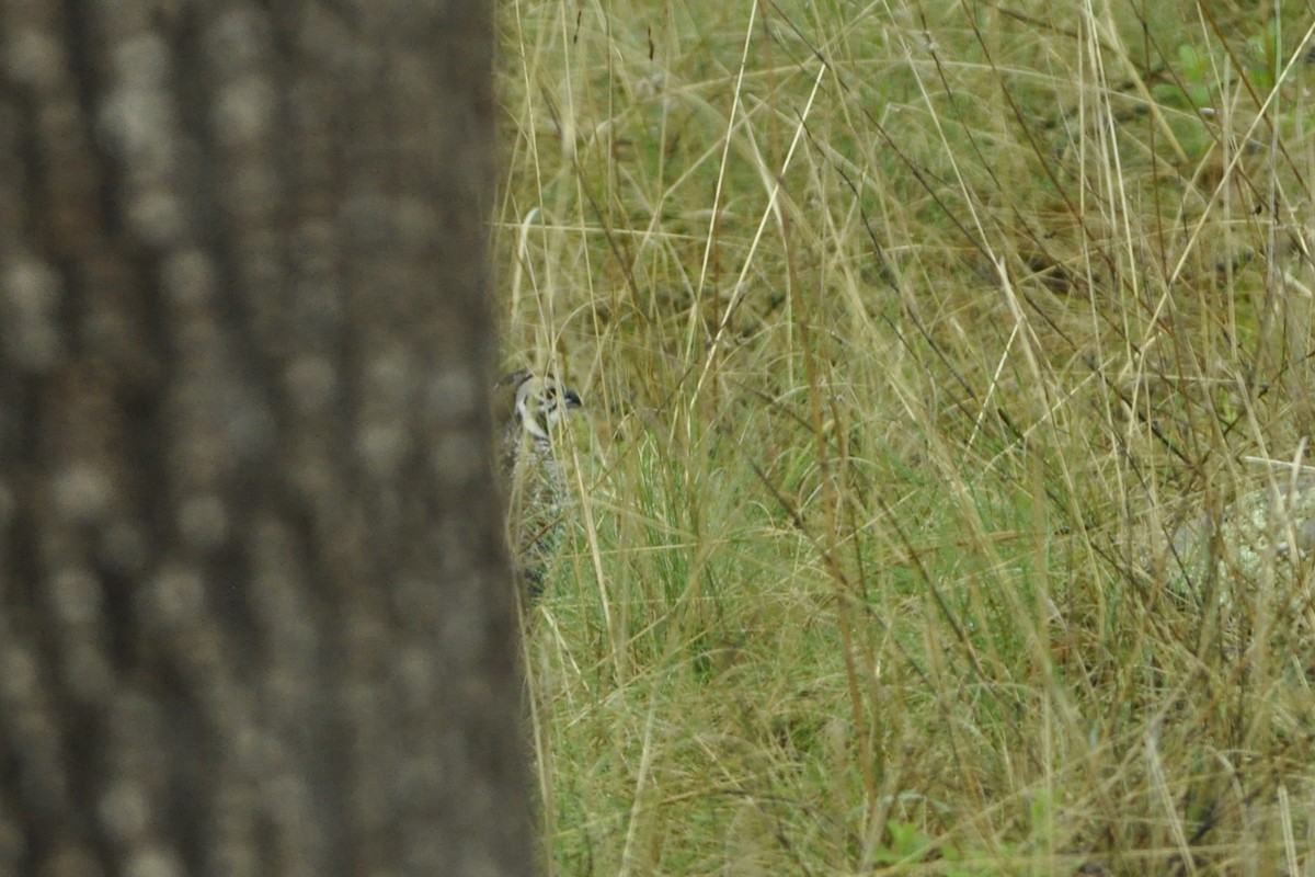 Montezuma Quail - ML642658378