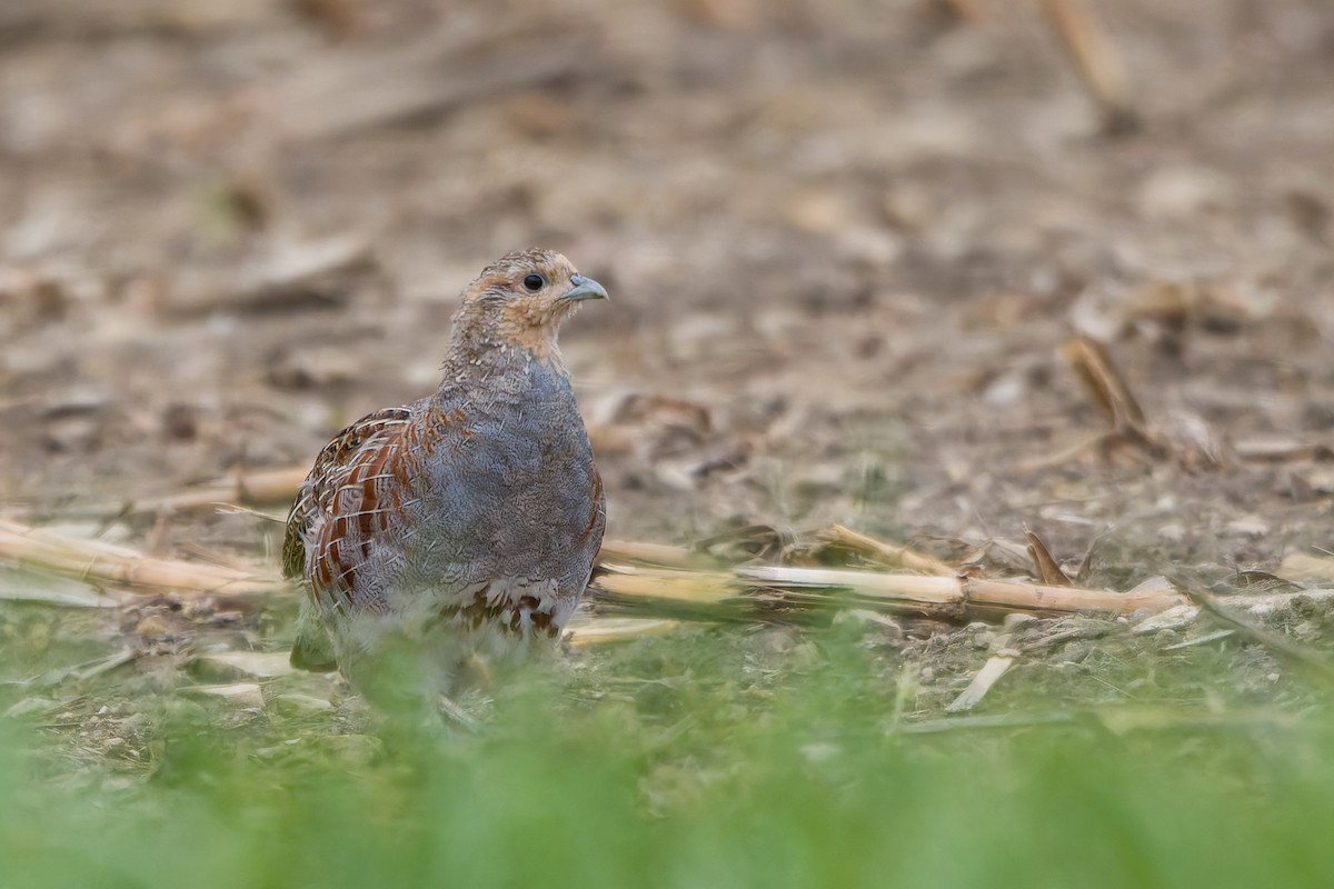 Gray Partridge - ML642658384