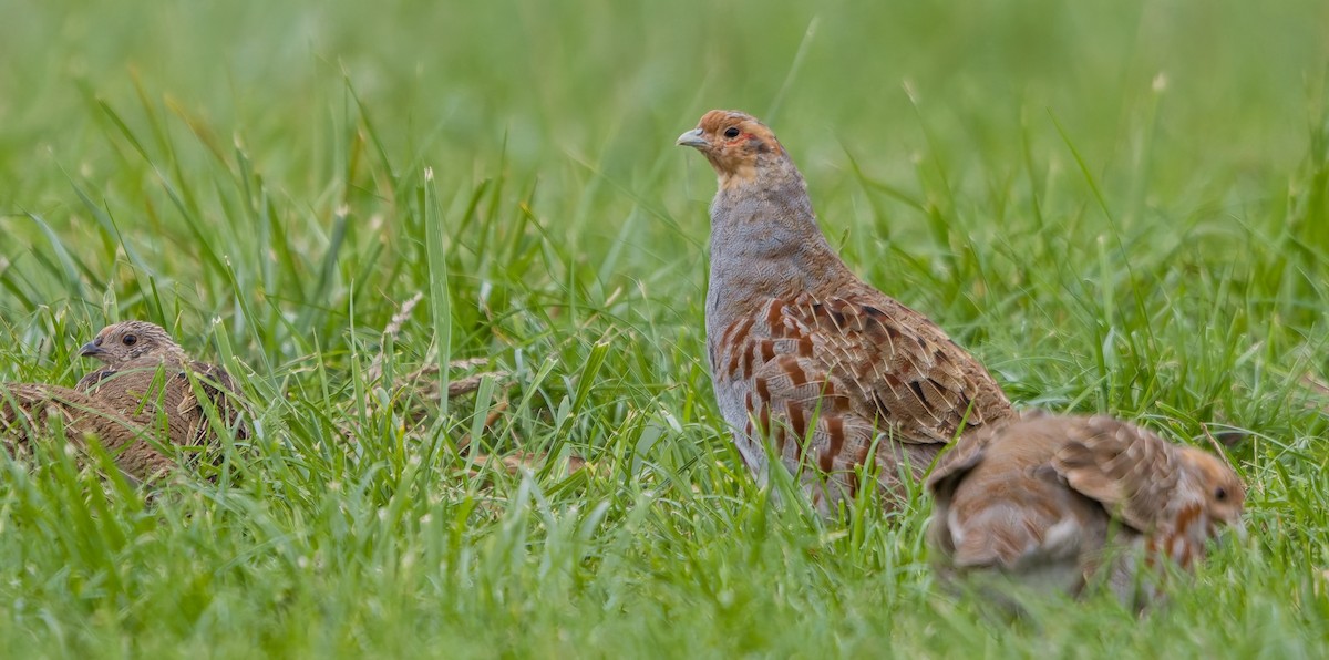 Gray Partridge - ML642658386
