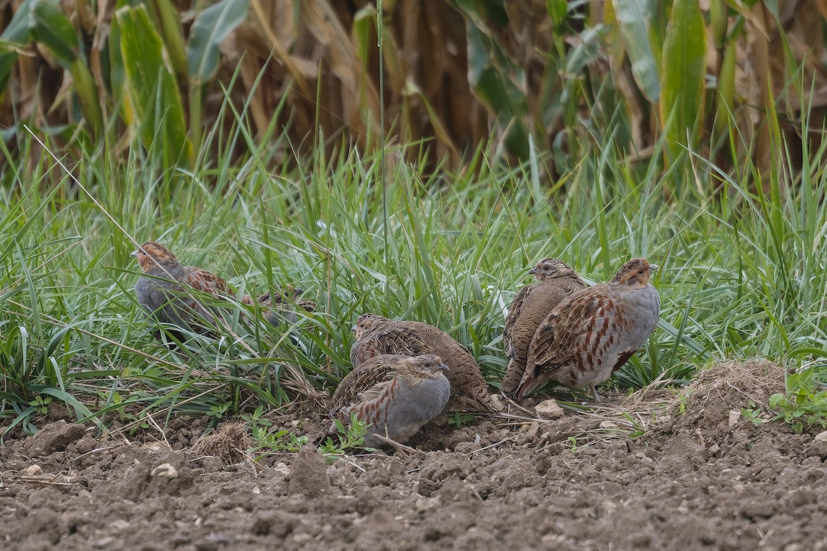 Gray Partridge - ML642658387