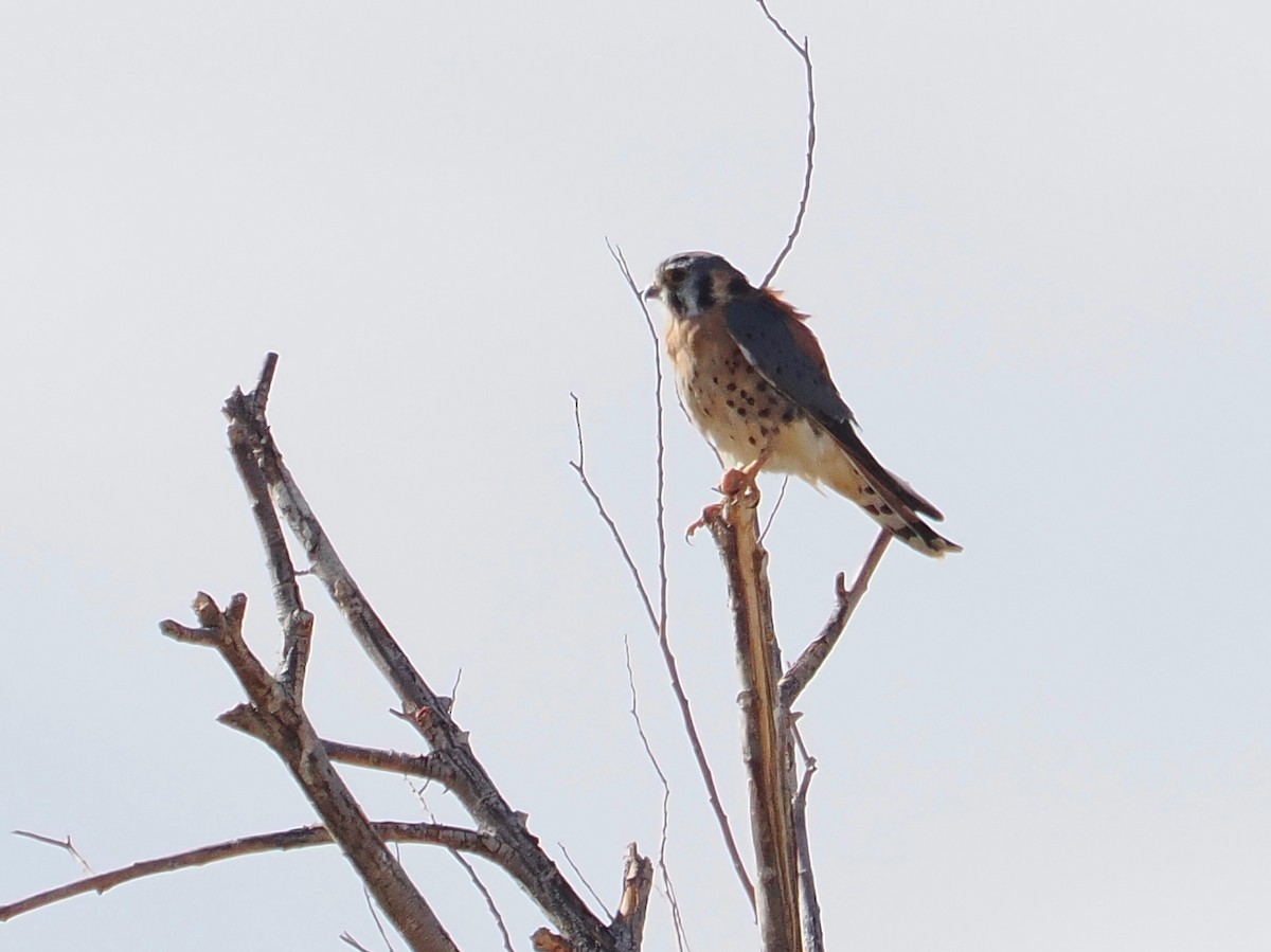 American Kestrel - ML642658400