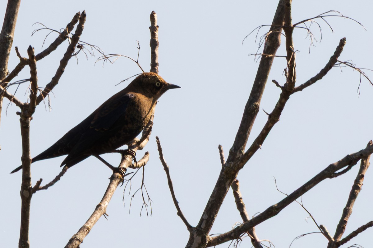 Rusty Blackbird - ML642658408
