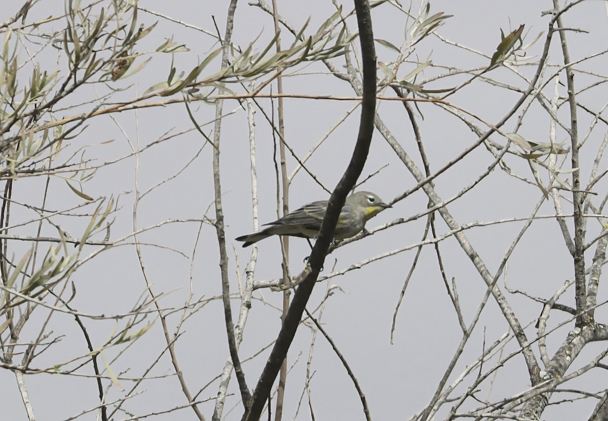 Yellow-rumped Warbler - ML642658436