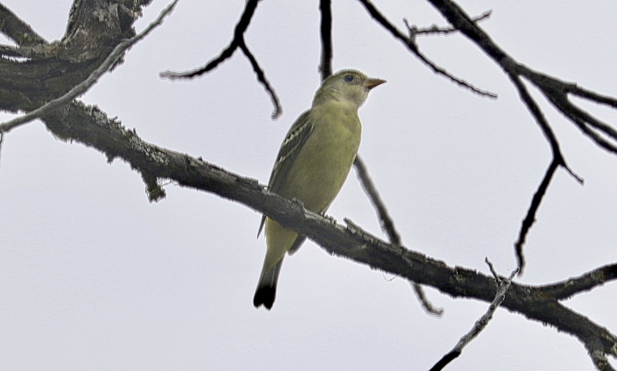 Western Tanager - ML642658460