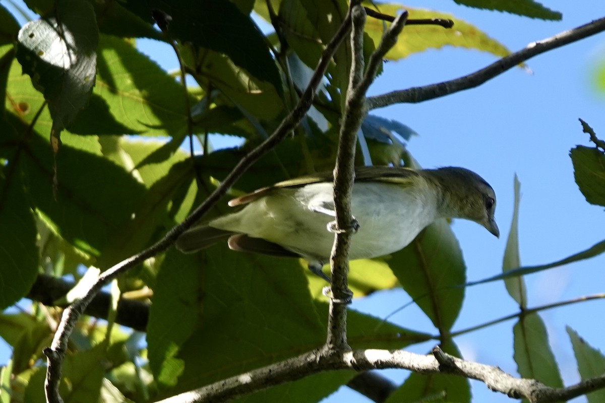 Red-eyed Vireo - ML642658464