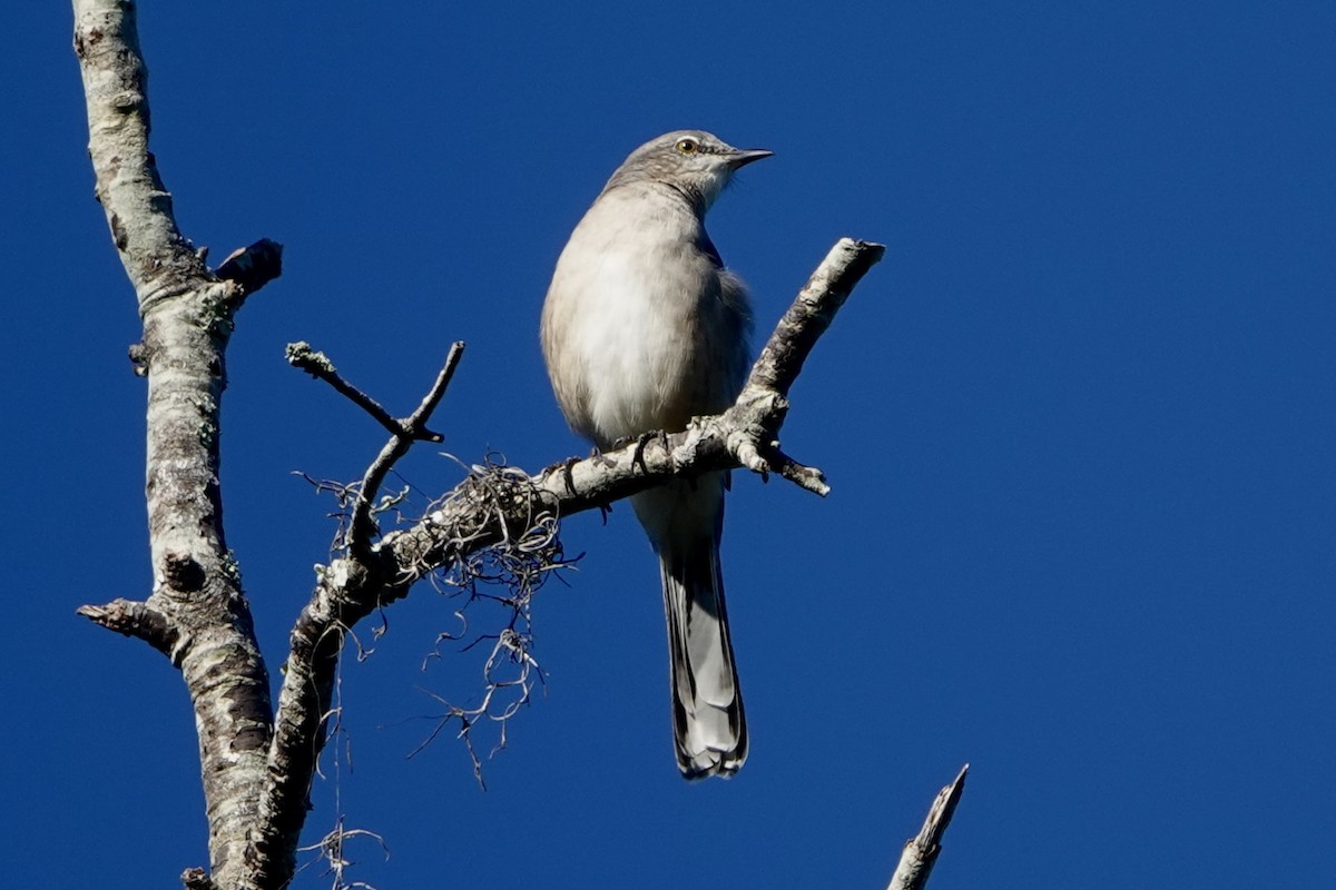 Northern Mockingbird - ML642658478