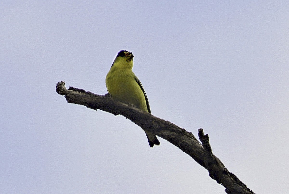 Lesser Goldfinch - ML642658491