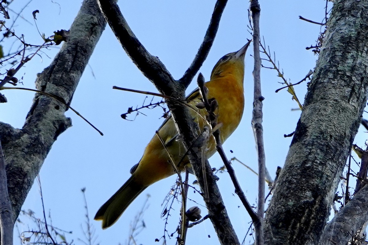 Baltimore Oriole - ML642658504